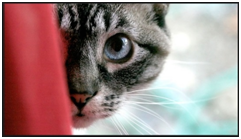 imagem valdir 14032017 11